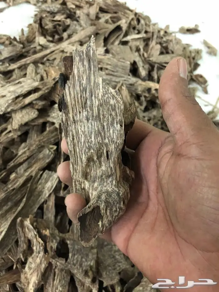 عود بخور سيوفي غابات طبيعيه ملكيه بياض وجه 2
