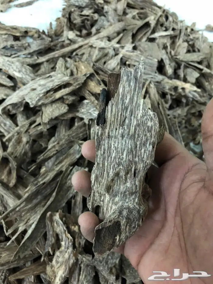 عود بخور سيوفي غابات طبيعيه ملكيه بياض وجه 3