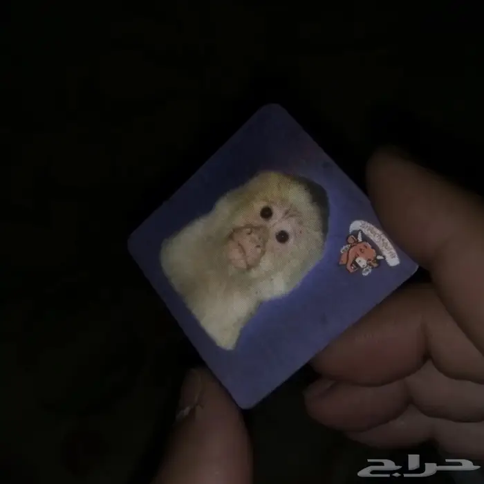 عكوس جبنة البقرة الضاحكة قديمة 0