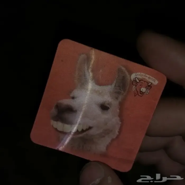 عكوس جبنة البقرة الضاحكة قديمة 3