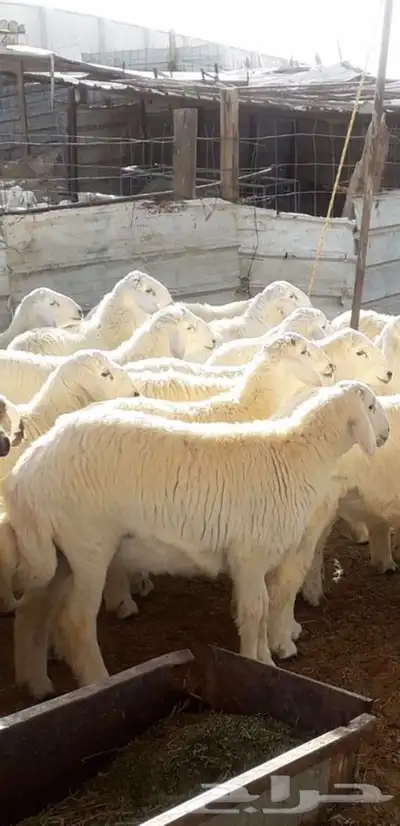 ذبايح طليان ورخال حري سواكني تيوس 7