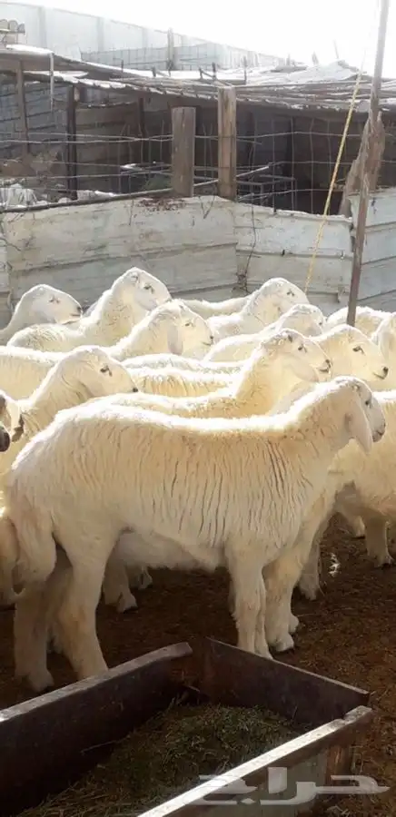 ذبايح طليان ورخال حري سواكني تيوس 7