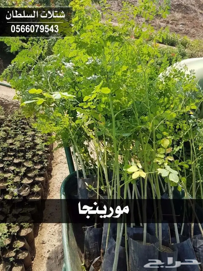 شتلة المعجزة (المورينجا ) معلومات عنها وسعرها 2