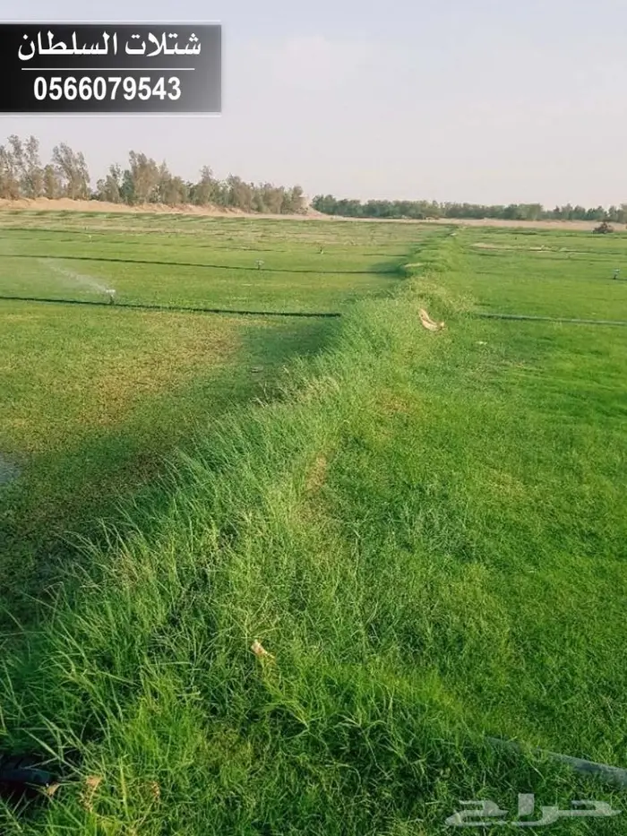 باسعار ممتازة .. شتلات زراعية تبدأ ب 1.50 . 12
