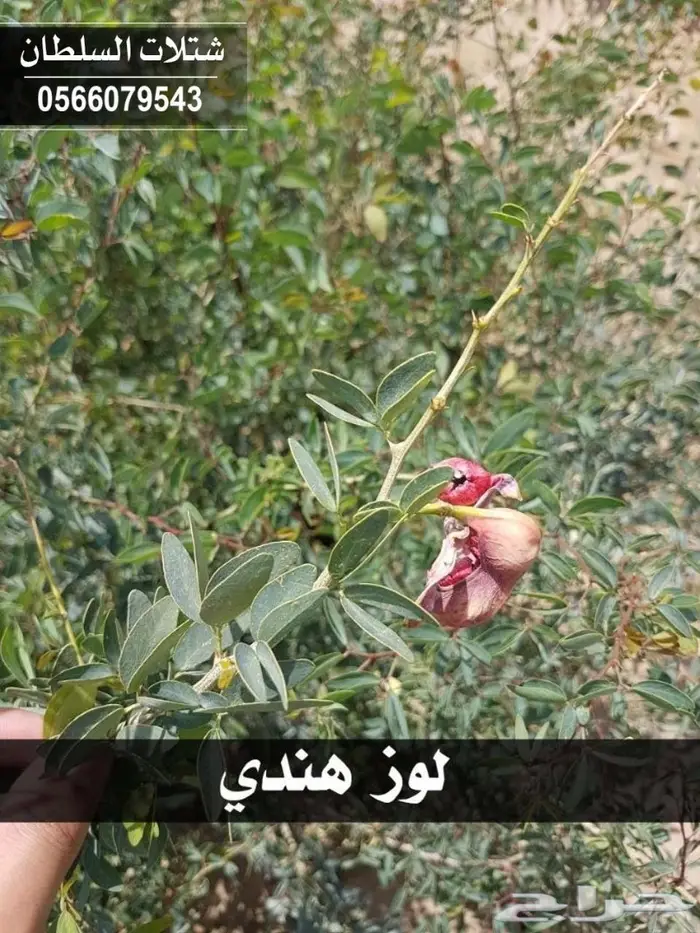 باسعار ممتازة .. شتلات زراعية تبدأ ب 1.50 . 71