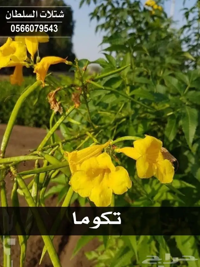 باسعار ممتازة .. شتلات زراعية تبدأ ب 1.50 . 77