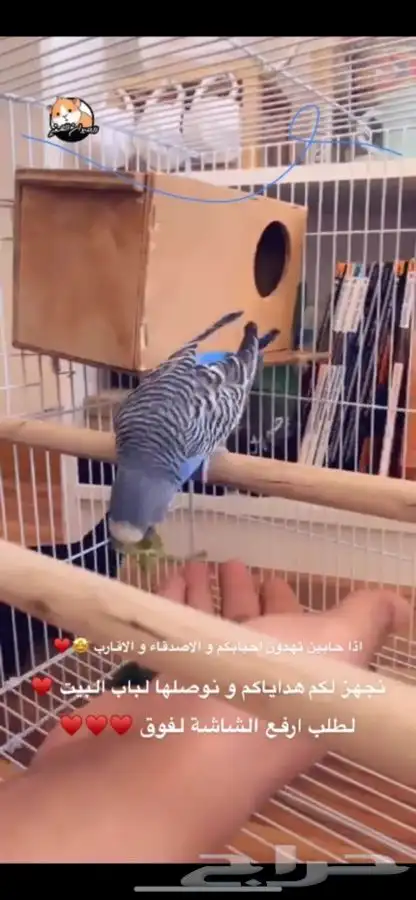 عصافير بداجي طيور الحب متوفر تمارا 0