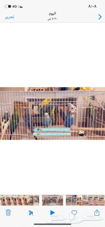 عصافير بداجي طيور الحب متوفر تمارا 2