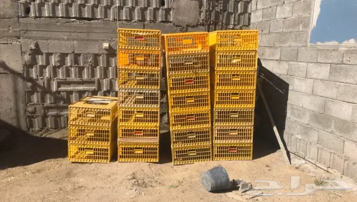 شبوك نقل طيور ودراسه مشاريع للإيجار  1