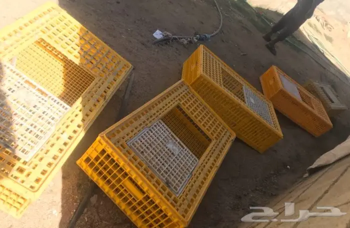 شبوك نقل طيور ودراسه مشاريع للإيجار  0