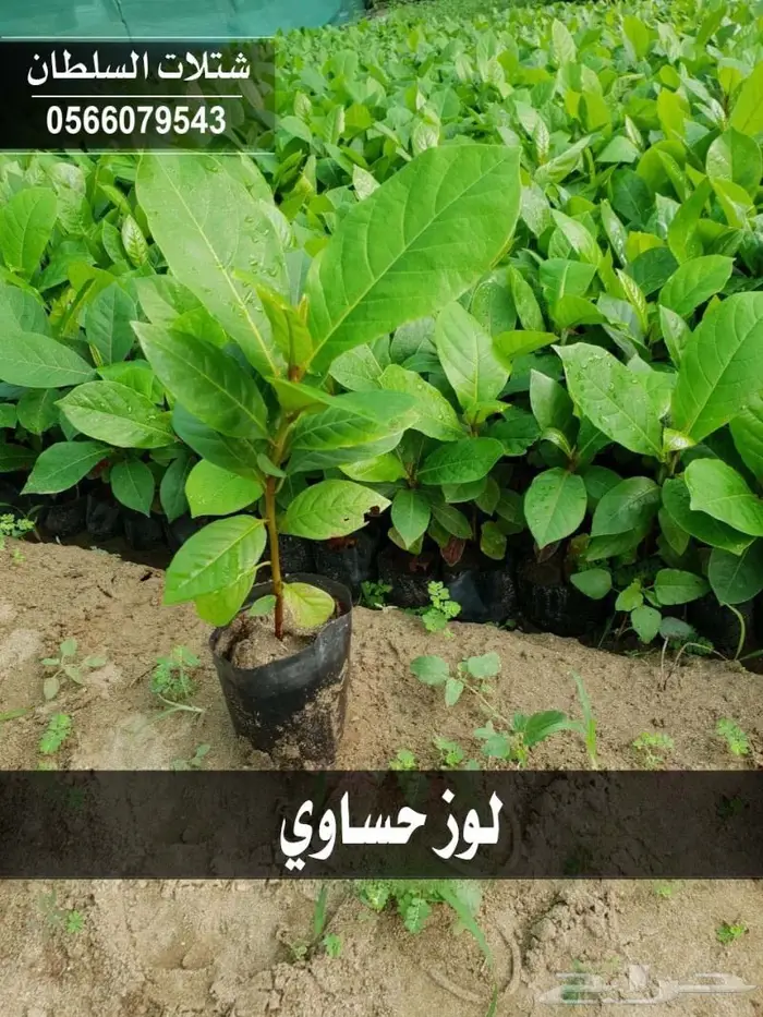 مشاتل السلطان .. تبدأ من 1.50 ريال 8