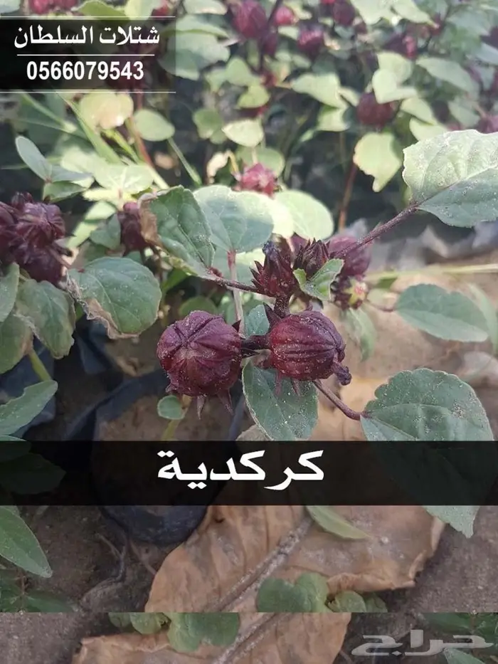 مشاتل السلطان .. تبدأ من 1.50 ريال 33