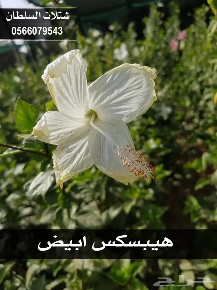 مشاتل السلطان .. تبدأ من 1.50 ريال 84