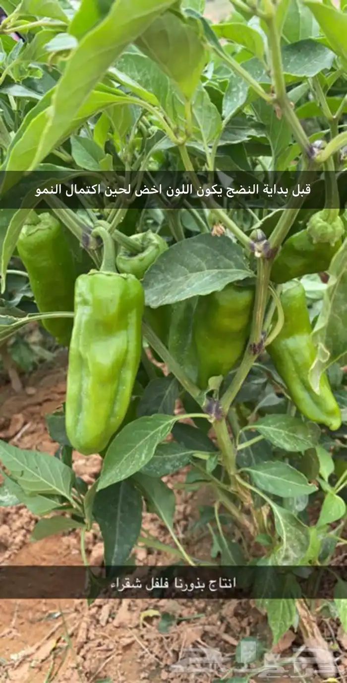 بذور فلفل شقراء نقي وخالي من الشوائب 3