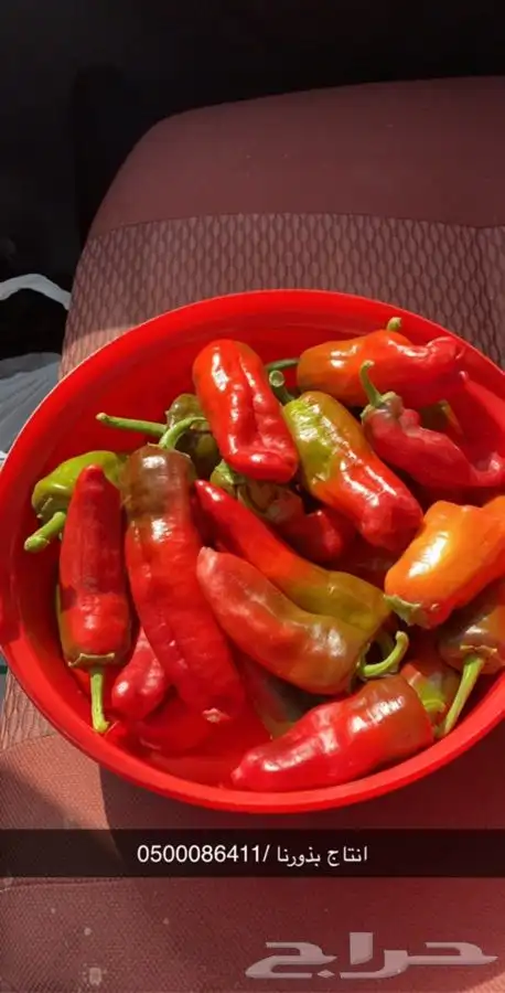 بذور فلفل شقراء نقي وخالي من الشوائب 1