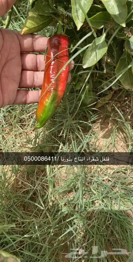 بذور فلفل شقراء نقي وخالي من الشوائب 2