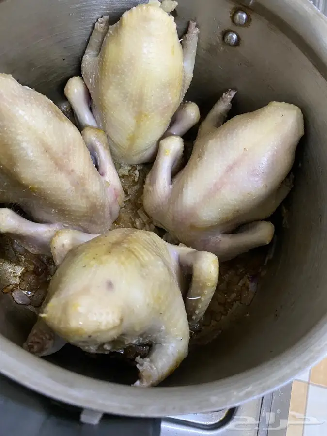 زغاليل لاحم فرنسي وزاجل بالخرج 5