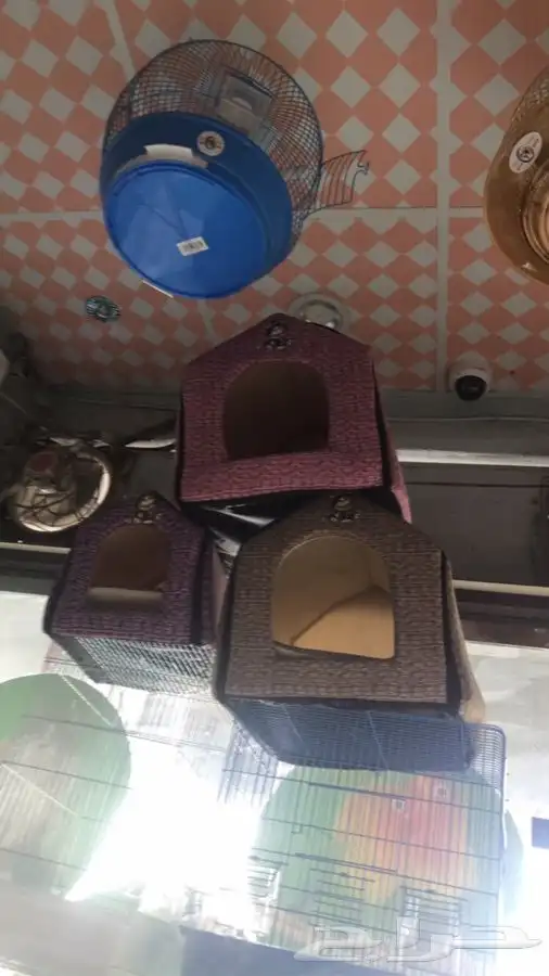 قطط طيور اسماك ارنب حيونات اليفه 3
