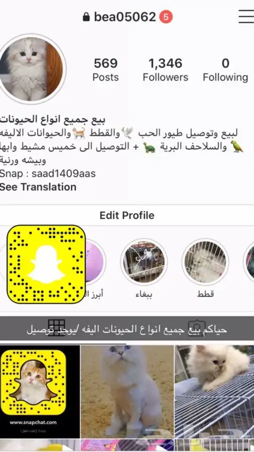قطط طيور اسماك ارنب حيونات اليفه 2