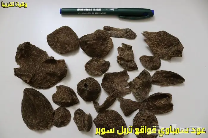 عود سمباوي قواقع طبيعي - تربل-دبل- سوبر مرتفع 0