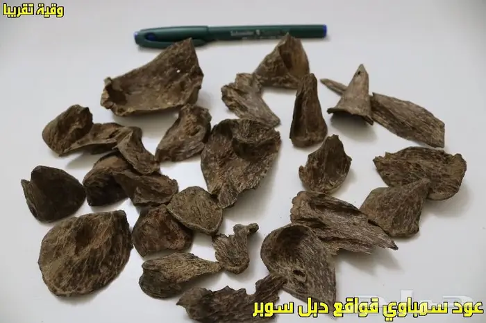 عود سمباوي قواقع طبيعي - تربل-دبل- سوبر مرتفع 1