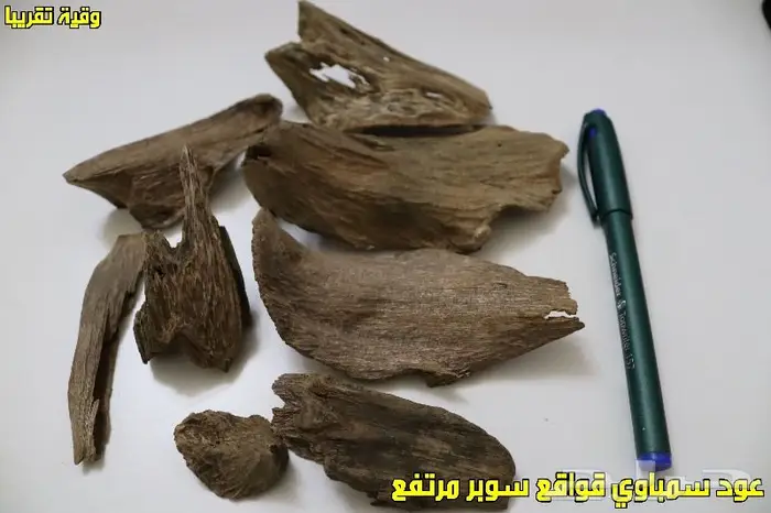 عود سمباوي قواقع طبيعي - تربل-دبل- سوبر مرتفع 2