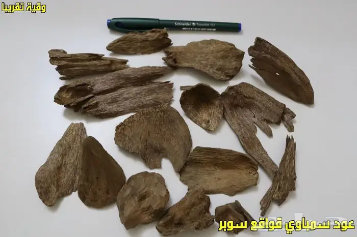 عود سمباوي قواقع طبيعي - تربل-دبل- سوبر مرتفع 3