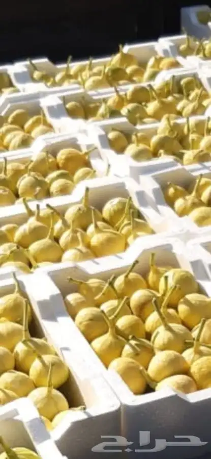 شتلات بلدي منتجه 4