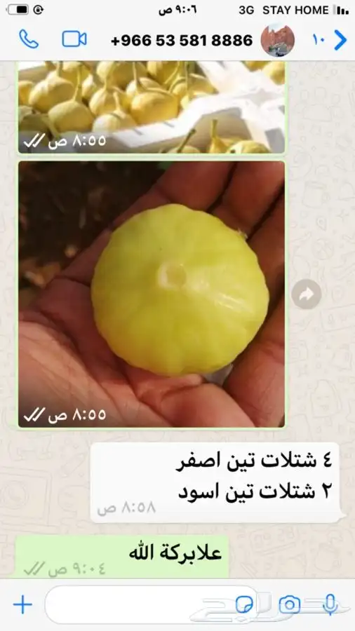 شتلات بلدي منتجه 5