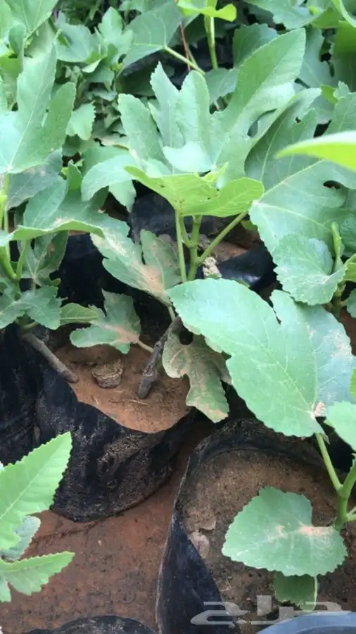 شتلات بلدي منتجه 0