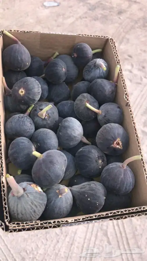 شتلات بلدي منتجه 7