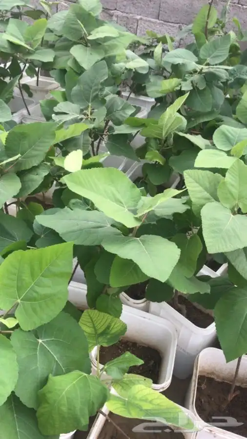 شتلات بلدي منتجه 1