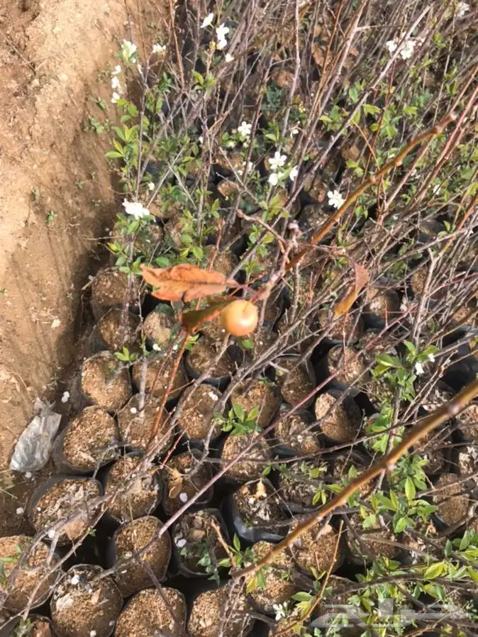 شتلات بلدي منتجه 2