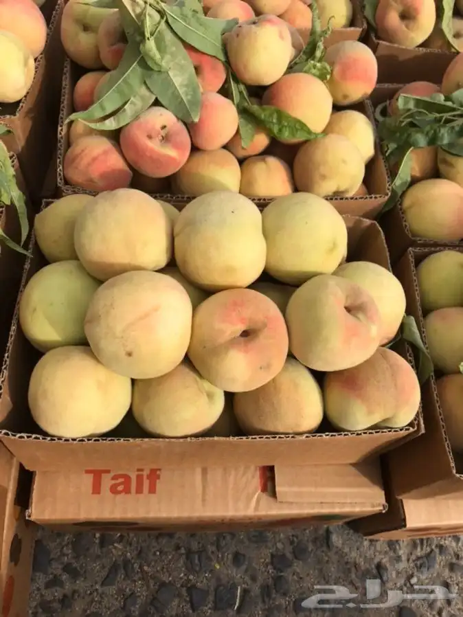 شتلات بلدي منتجه 3