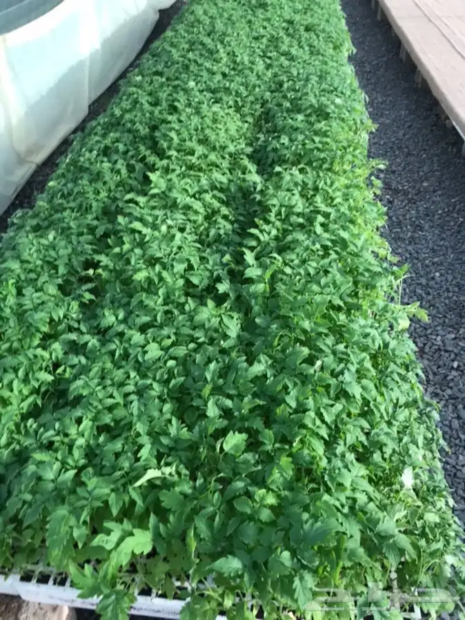 شتلات بلدي منتجه 8