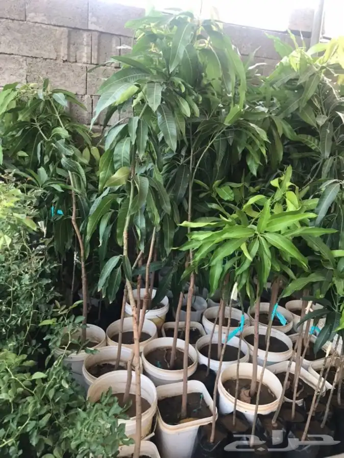 شتلات بلدي منتجه 9