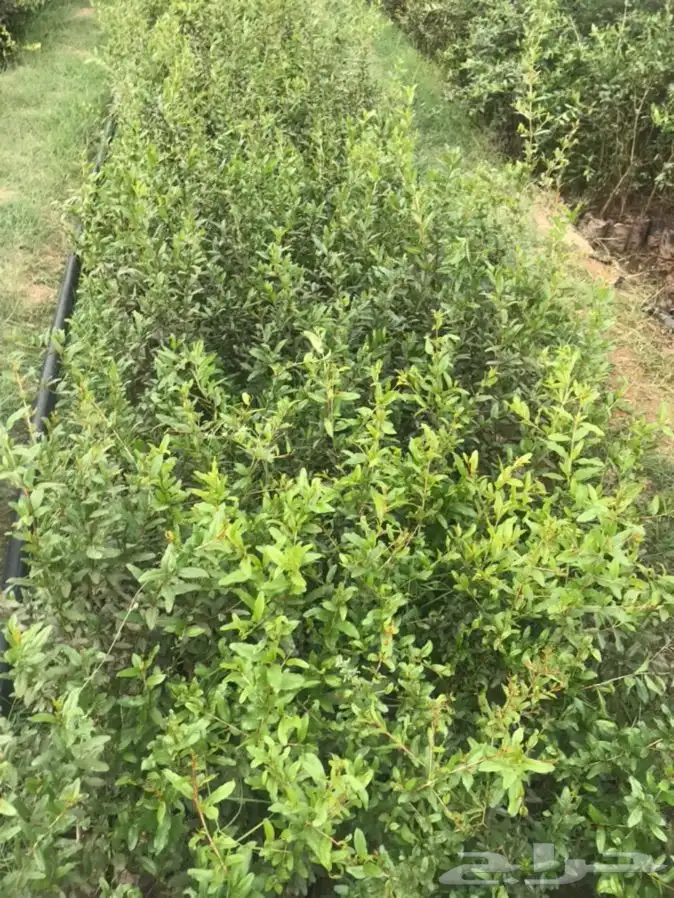 شتلات بلدي منتجه 11