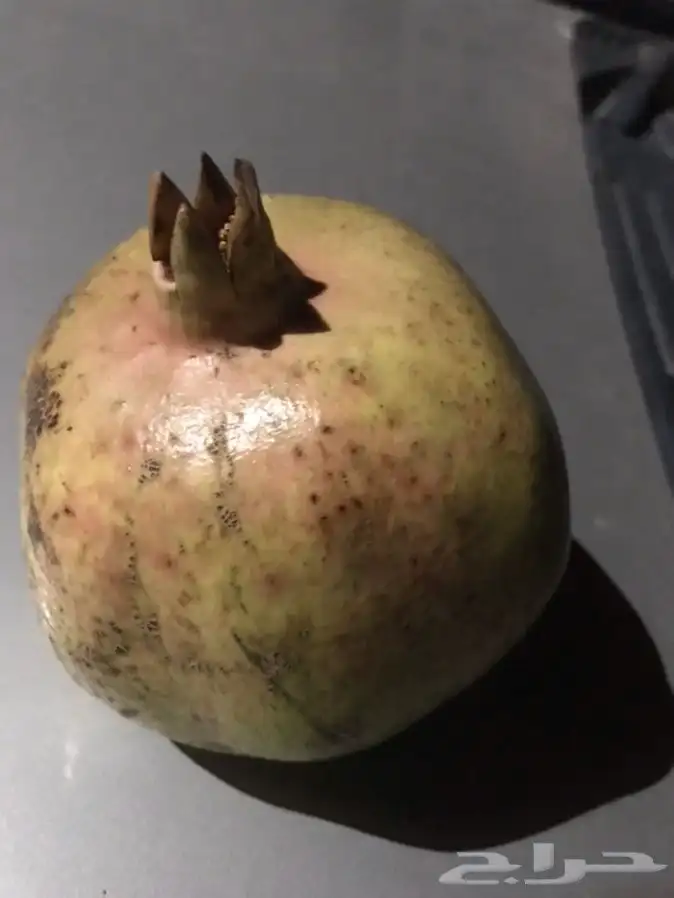 شتلات بلدي منتجه 10