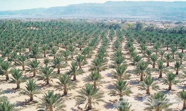 المدينة المنورة 2