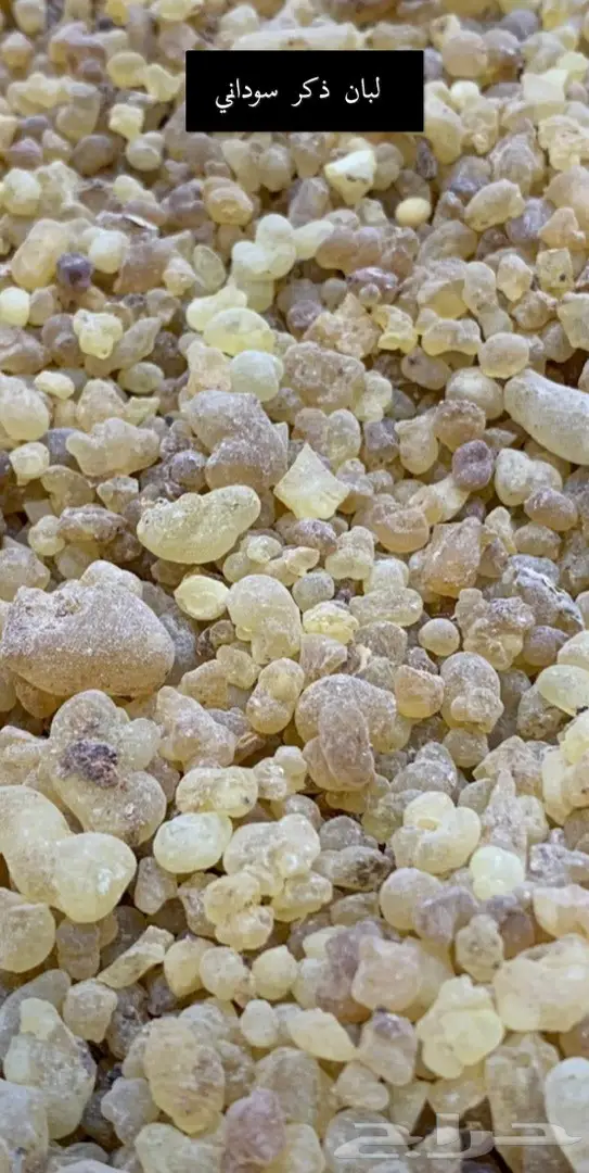 تصفية على لبان ذكر سوداني فاخر  1