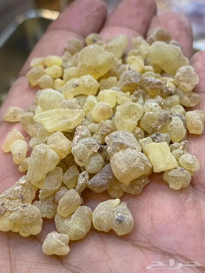 تصفية على لبان ذكر سوداني فاخر  2