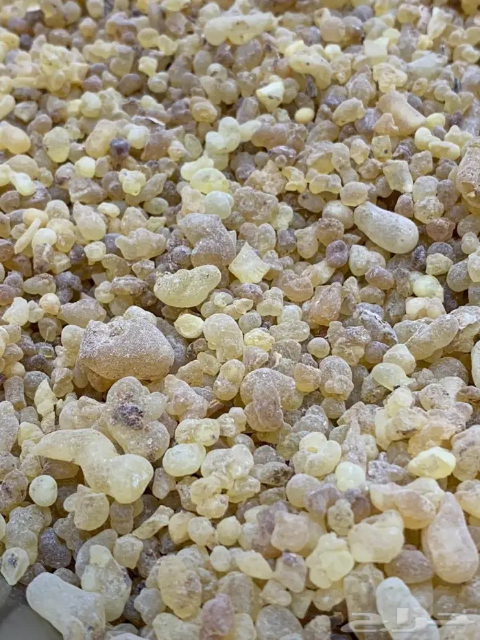 تصفية على لبان ذكر سوداني فاخر  3