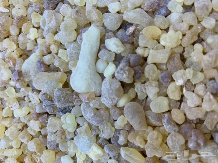 تصفية على لبان ذكر سوداني فاخر  4