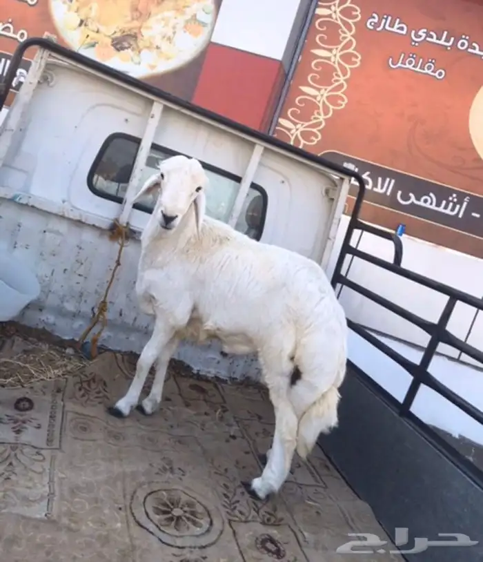 خرفان - تيوس - حسلان - حشوان مع التوصيل لموقعك . 3