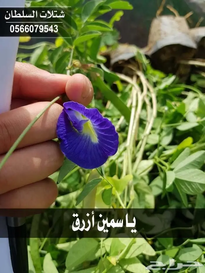 شتلات السلطان .. تبدأ من 1.50 الى 3 ريال . 66