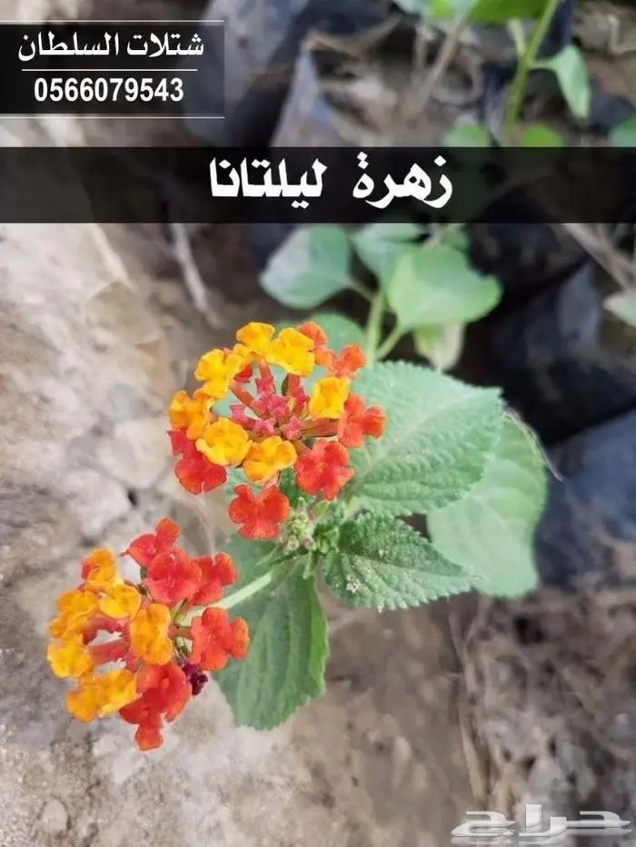 شتلات السلطان .. تبدأ من 1.50 الى 3 ريال . 69