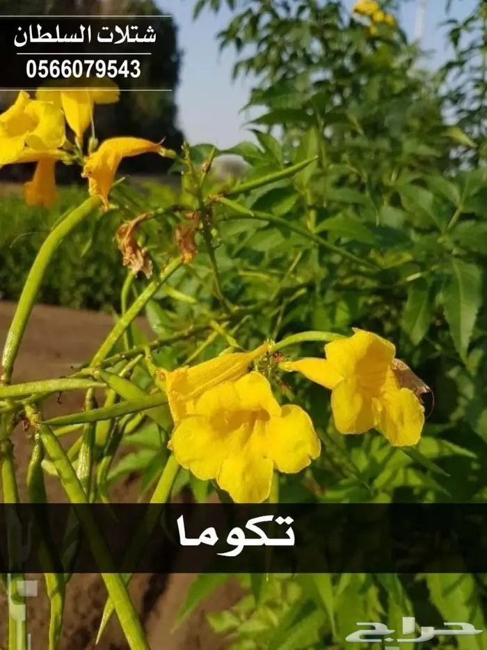 شتلات السلطان .. تبدأ من 1.50 الى 3 ريال . 77