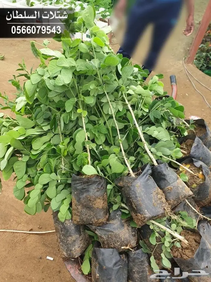 شتلات السلطان .. تبدأ من 1.50 الى 3 ريال . 89