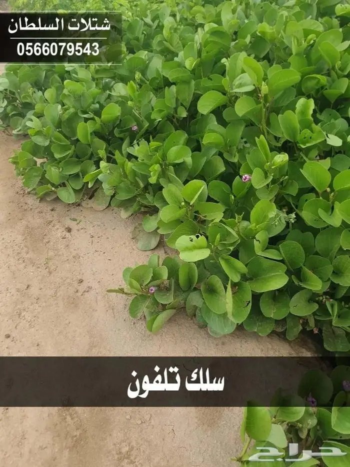 شتلات السلطان .. تبدأ من 1.50 الى 3 ريال . 96