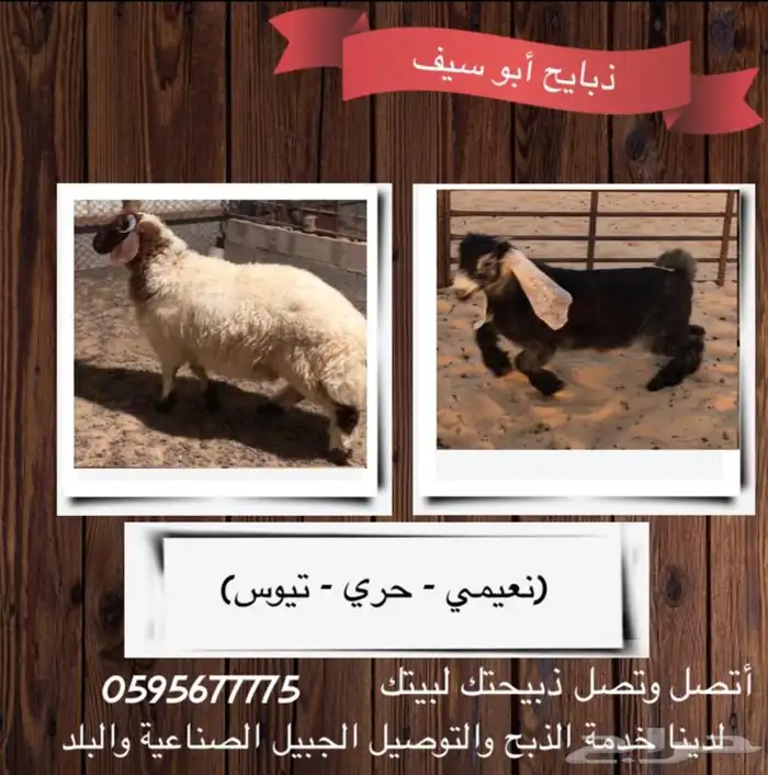 ذبايح ابو سيف 0